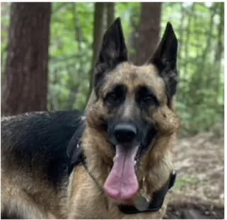 Alsatian dog on a walk in the woods