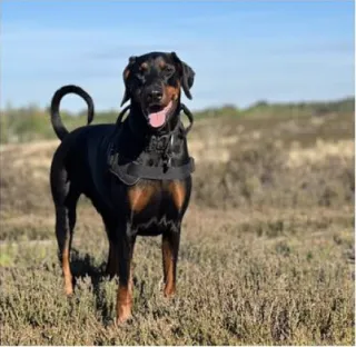 Doberman dog on a walk in heathland