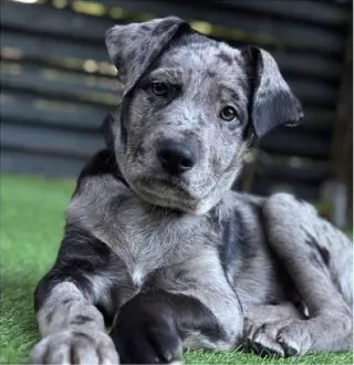 Alsatian/Staffordshire Bull Terrier puppy