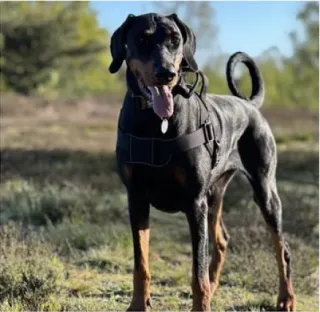 Doberman on a walk in the woods