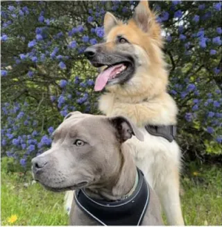 Pitbull and Alsatian stood in front of blue blossom