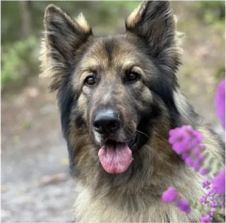 Alsatian dog and pink flowers