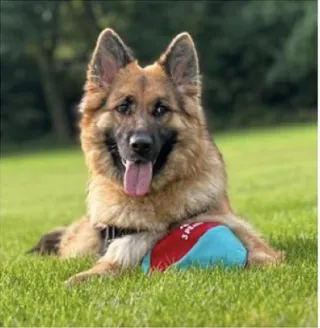 Alsatian dog laying next to their toy