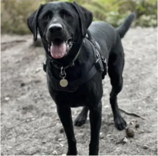 Black Labrador on a walk