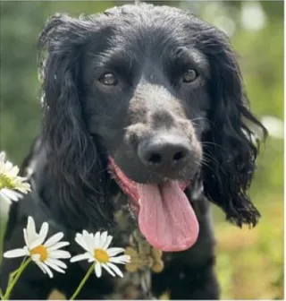 Black cocker spaniel sat next to some daisies