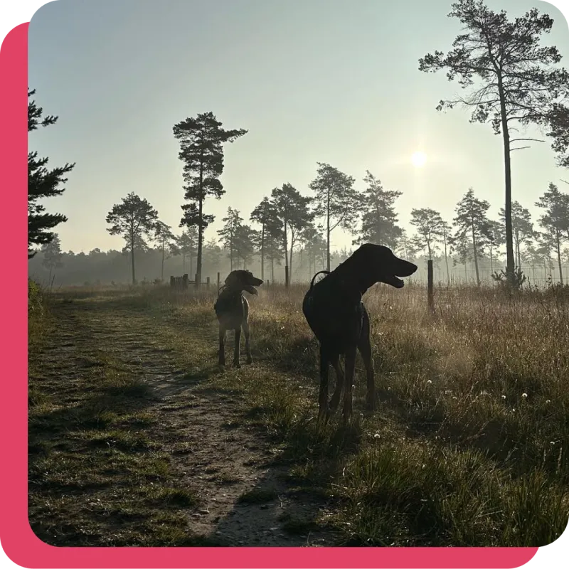 2 Dobermans on a walk in the woods