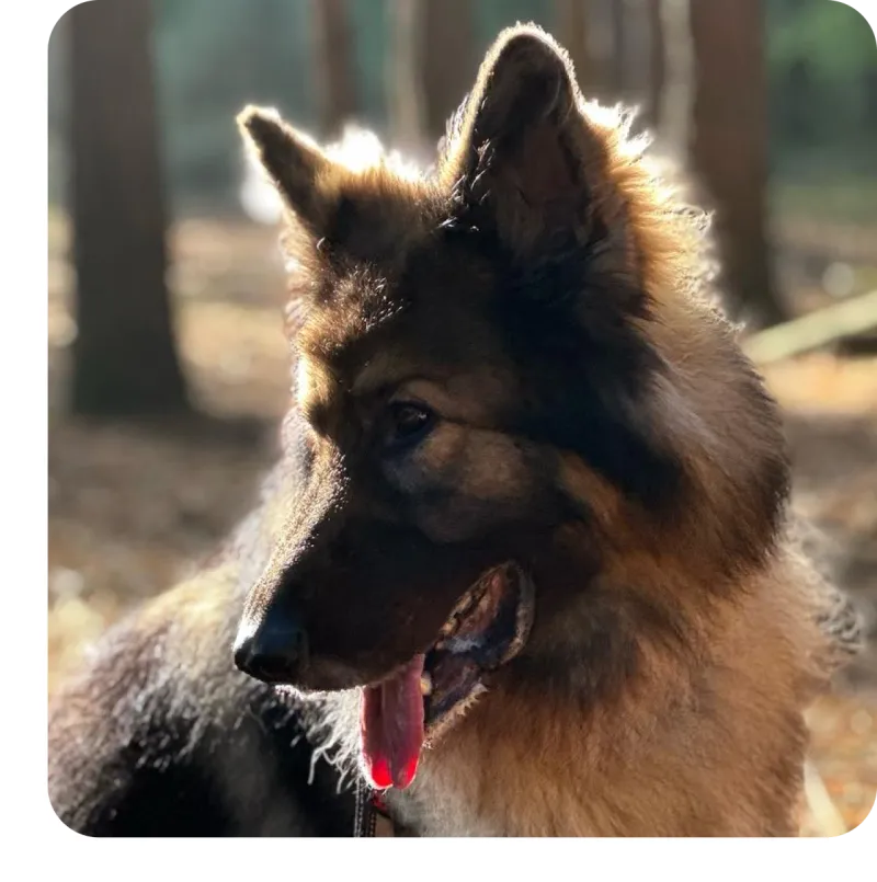 German Shepherd relaxing on a woodland walk