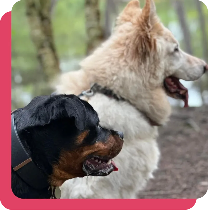 German Shepherd catching the sun in the woods